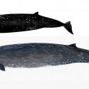 Descubren la Ballena Negra, una nueva especie de cetáceo frente a la isla japonesa de Hokkaido