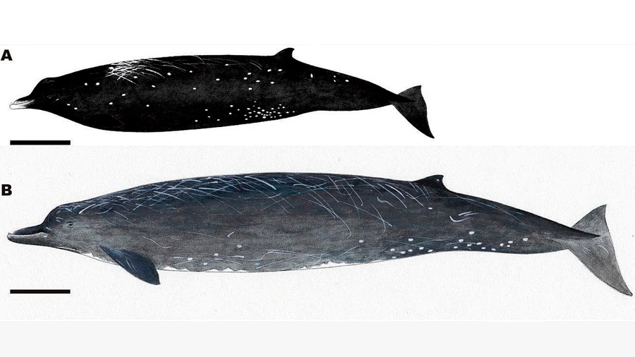 Descubren la Ballena Negra, una nueva especie de cetáceo frente a la isla japonesa de Hokkaido