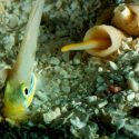 El ataque más rápido de la naturaleza lo lleva a cabo un caracol