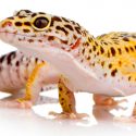 La dichosa medicina tradicional china va camino de extinguir también a estos geckos