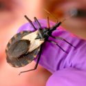 Investigadores descubren que el parásito Chagas sí se reproduce sexualmente