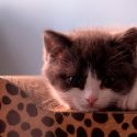Empresa china logra clonar por primera vez un gato que había fallecido hace siete meses