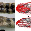 Una serpiente marina usa un complejo sistema vascular en su cabeza para respirar bajo el agua