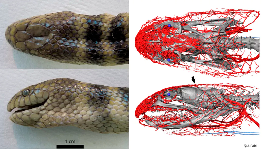 Una serpiente marina usa un complejo sistema vascular en su cabeza para respirar bajo el agua
