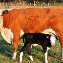 Un error de ADN condena a las vacas sin cuernos editadas genéticamente