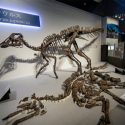 Descubren nueva especie de dinosaurio en Japón