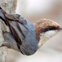 Paso de huracán Dorian por Bahamas pudo haber extinguido el pájaro trepador azul: investigadores