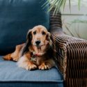 El movimiento antivacunas llega a perros, gatos y conejos: hay 7 millones de mascotas sin vacunar