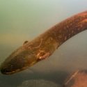Una nueva especie de anguila eléctrica produce la mayor descarga del reino animal