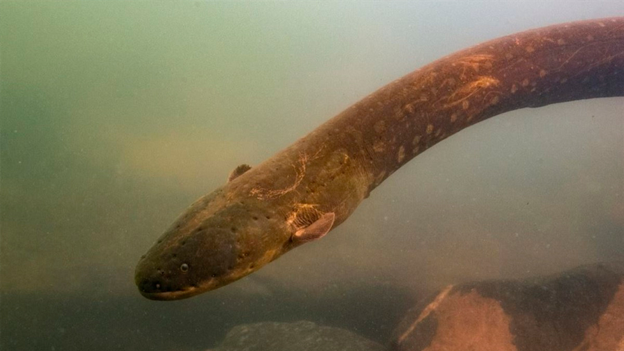 Una nueva especie de anguila eléctrica produce la mayor descarga del reino animal