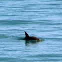 Investigadores de México y EU avistan a seis vaquitas marinas en el Alto Golfo de California