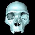 Científicos recrean cráneo del ancestro del Homo Sapiens en reconstrucción 3D virtual