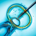 Hay esperanza para rinoceronte blanco: crecen embriones in vitro