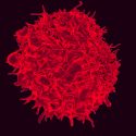 China: paciente con VIH recibe tratamiento con glóbulos rojos editados con CRISPR