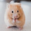 Estudio comprueba que las ratas aprenden a jugar a las escondidas