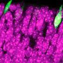 Descubren el nacimiento de la visión, desde la retina hasta el cerebro