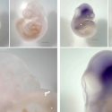 El virus del Zika infecta a los embriones incluso antes de su implantación en el útero