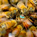 Abejas macho inyectan a las reinas toxinas cegadoras en el coito para que no vuele en pos de otros
