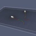 Con novedosa técnica investigadores mexicanos logran observar el movimiento de los espermatozoides en 3D