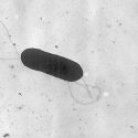 Patenta UNAM proteína capaz de frenar a la bacteria causante de la listeriosis