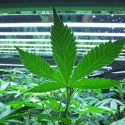Identificado un gen involucrado en el trastorno por consumo de cannabis