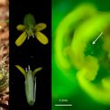Descubren que hay plantas capaces de 'masajearse' a sí mismas para autopolinizarse