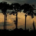 Hallan el árbol más alto del Amazonas: 88 metros