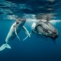 Baja la población de ballenas jorobadas al noreste de Rusia y es un misterio el porqué