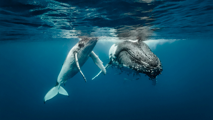 Baja la población de ballenas jorobadas al noreste de Rusia y es un misterio el porqué