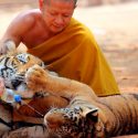 Fallecen 86 de los 147 tigres que fueron rescatados de un templo tailandés