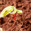 Un informe indica que es posible recuperar 12 millones de hectáreas de vegetación nativa en Brasil