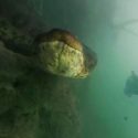 Dos buceadores se topan con una anaconda de siete metros en el fondo de un río