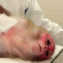 Científicos vuelven inmunes al Ébola a grupo de monos