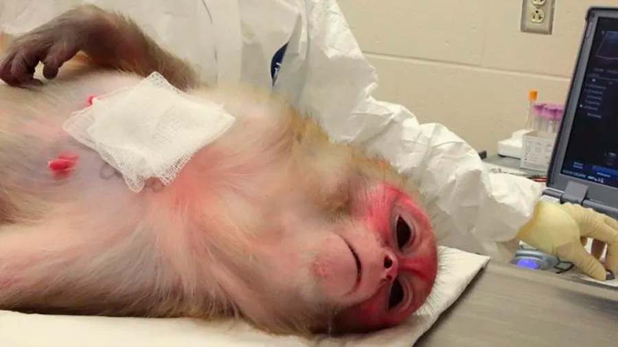 Científicos vuelven inmunes al Ébola a grupo de monos