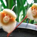 Unas extrañas orquídeas de Perú parecen monos