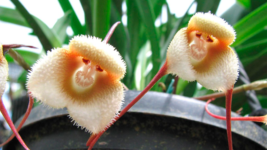 Unas extrañas orquídeas de Perú parecen monos