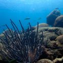 Descubren 12 nuevos arrecifes en Veracruz, Golfo de México