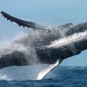 Un ecoturismo poco regulado afecta a las ballenas en los mares mexicanos