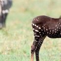 Captan cebra con puntos en lugar de rayas