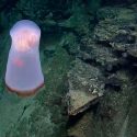 Descubren una rara medusa en las profundidades del Océano