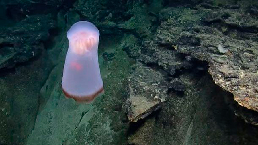 Descubren una rara medusa en las profundidades del Océano