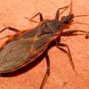 Investigadores mexicanos patentan un compuesto químico que combate el mal de Chagas
