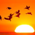 EU y Canadá han perdido un cuarto de sus pájaros en los últimos 50 años
