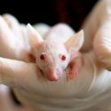 Nueva metodología para modificar genéticamente ratones de laboratorio y células humanas