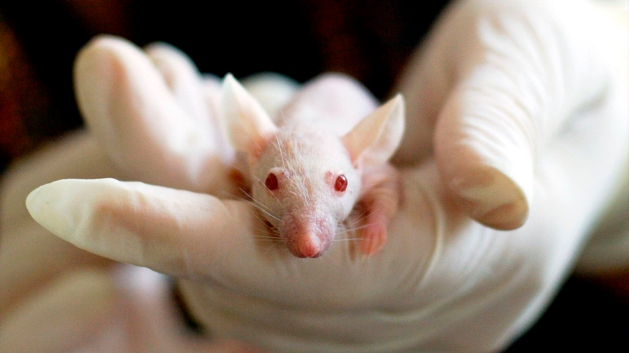 Nueva metodología para modificar genéticamente ratones de laboratorio y células humanas