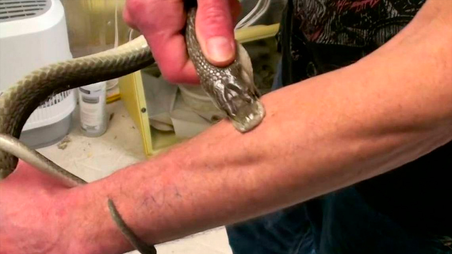 Un hombre dejó que más de 200 serpientes lo mordieran en busca de un antídoto universal