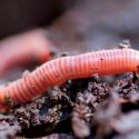 Descubren que los microplásticos atrofian el crecimiento de los gusanos y los hacen perder peso