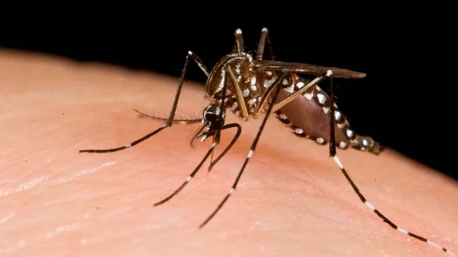 Fracasa experimento de modificar mosquitos genéticamente y detener su reproducción
