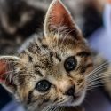 Demuestran por vez primera que los gatos pueden desarrollar un fuerte afecto por sus dueños