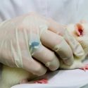 Impiden en ratones la progresión del glioblastoma, el tumor cerebral más agresivo
